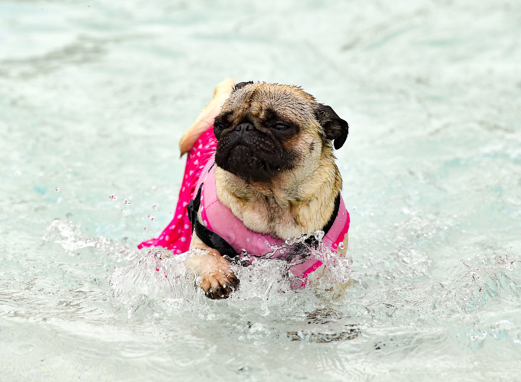 082919-bet-doggysplash-067a.JPG
